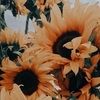 sunflower1320